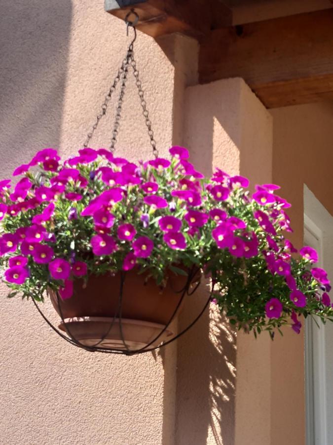 Dora Apartment Porec